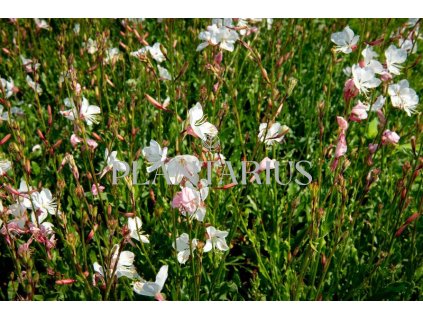73719 svickovec geyser white gaura lindheimeri geyser white kvetnik o prumeru 9 cm