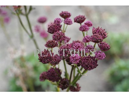 73722 jarmanka vetsi primadonna astrantia major primadonna kvetnik o prumeru 9 cm