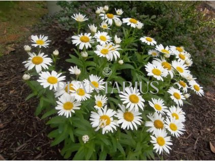 73743 kopretina nejvetsi polaris leucanthemum maximum polaris kvetnik o prumeru 9 cm
