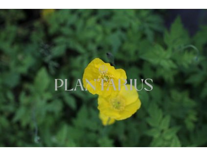 73767 makovnik velssky meconopsis cambrica kvetnik o prumeru 9 cm