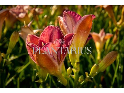 73803 denivka entrapment hemerocallis entrapment kvetnik o prumeru 9 cm