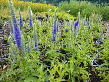 73911 rozrazil klasnaty candles royal veronica spicata candles royal kvetnik o prumeru 9 cm