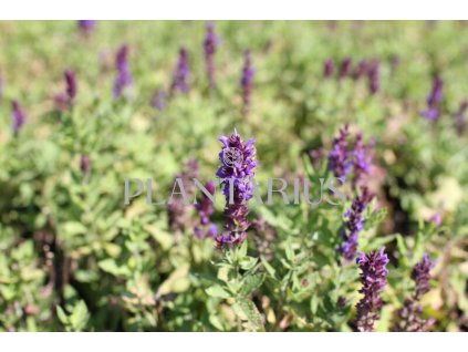 73932 salvej nadherna edula blue salvia superba edula blue kvetnik o prumeru 9 cm