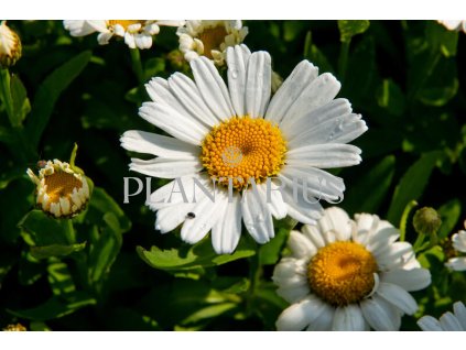 73935 kopretina nejvetsi snow lady leucanthemum maximum snow lady kvetnik o prumeru 9 cm