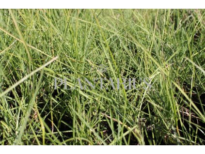 73941 pechava podzimni sesleria autumnalis kvetnik o prumeru 9 cm