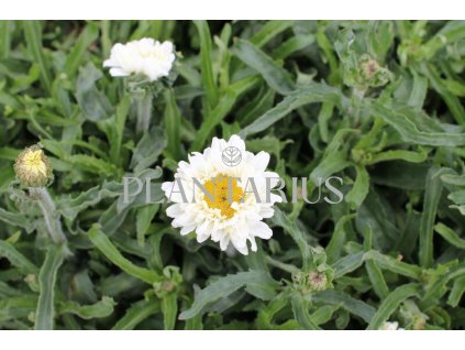 73956 kopretina nejvetsi victorian secret leucanthemum maximum victorian secret kvetnik o prumeru 9 cm