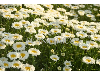 73959 kopretina nejvetsi real neat leucanthemum maximum real neat kvetnik o prumeru 9 cm