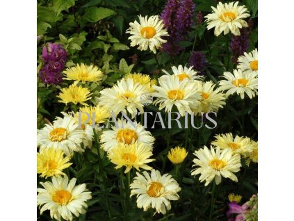 73965 kopretina nejvetsi goldfinch leucanthemum maximum goldfinch kvetnik o prumeru 9 cm