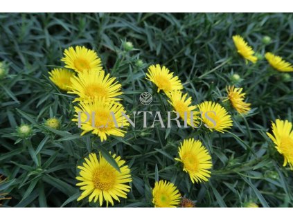 73971 oman mecolisty compacta inula ensifolia compacta kvetnik o prumeru 9 cm