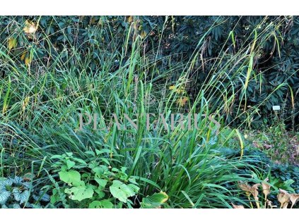 73992 ostrice previsla carex pendula kvetnik o prumeru 9 cm