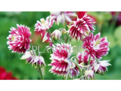 74001 orlicek obecny barlow nora aquilegia vulgaris v stellata barlow nora kvetnik o prumeru 9 cm