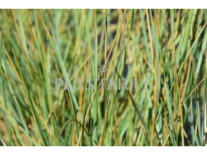 74043 ovsir stalezeleny helictotrichon sempervirens kvetnik o prumeru 9 cm