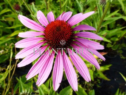 74064 trapatkovka nachova magnus echinacea purpurea magnus kvetnik o prumeru 9 cm