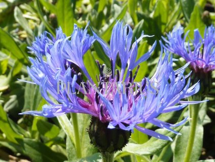 74121 chrpa horska centaurea montana kvetnik o prumeru 9 cm