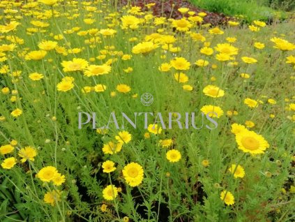 74298 rmen barvirsky kelwayi anthemis tinctoria kelwayi kvetnik o prumeru 9 cm