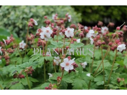 74301 kakost oddenkaty spessart geranium macrorrhizum spessart kvetnik o prumeru 9 cm