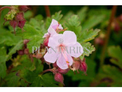 74304 kakost oddenkaty ingwersen geranium macrorrhizum ingwersen kvetnik o prumeru 9 cm