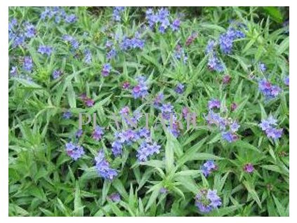 74310 kamejka modronachova buglossoides purpurocaerulea kvetnik o prumeru 9 cm