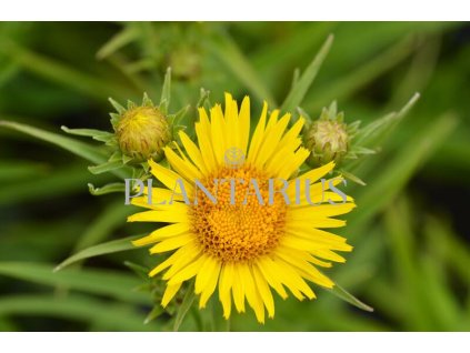 74334 oman mecolisty inula ensifolia kvetnik o prumeru 9 cm