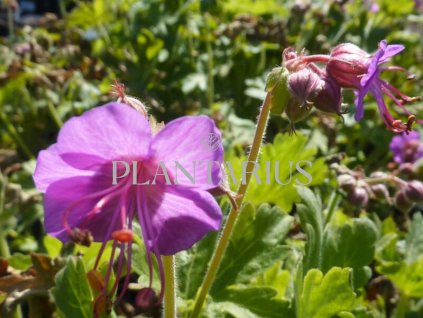 74349 kakost oddenkaty bevan s variety geranium macrorrhizum bevan s variety kvetnik o prumeru 9 cm