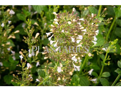 74352 marulka lekarska blue cloud calamintha nepeta blue cloud kvetnik o prumeru 9 cm