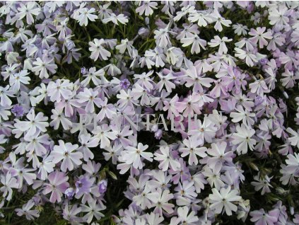 74355 plamenka sidlovita emerald cushion blue phlox subulata emerald cushion blue kvetnik o prumeru 9 cm