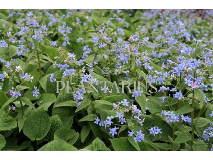 74388 pomnenkovec velkolisty brunnera macrophylla kvetnik o prumeru 9 cm