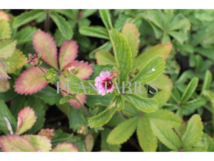 74412 mochna nepalska miss willmott potentilla nepalensis miss willmott kvetnik o prumeru 9 cm