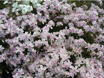 74427 plamenka sidlovita candy stripes phlox subulata candy stripes kvetnik o prumeru 9 cm