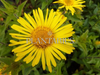 74451 oman srstnaty inula hirta kvetnik o prumeru 9 cm