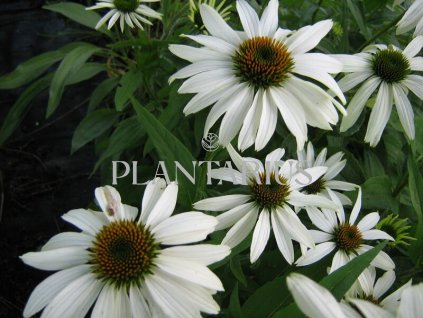 74472 trapatkovka nachova alba echinacea purpurea alba kvetnik o prumeru 9 cm