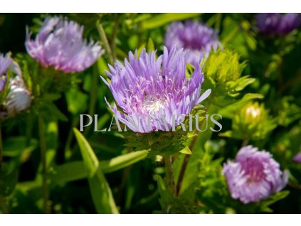 74484 stokesie stokesia laevis kvetnik o prumeru 9 cm