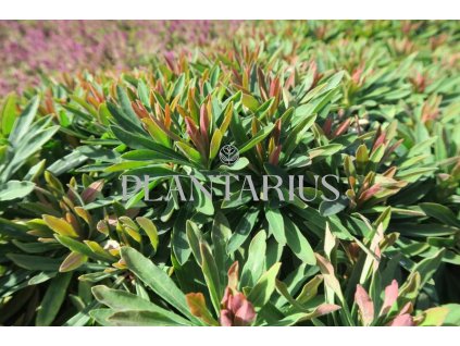 74490 prysec tiny tim euphorbia x martinii tiny tim kvetnik o prumeru 9 cm