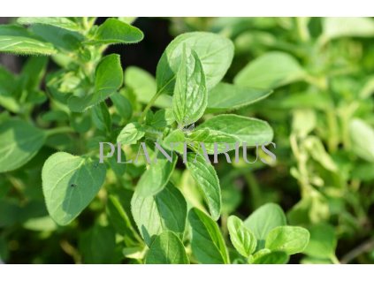 74508 oregano dobromysl obecne zorba white origanum vulgare zorba white kvetnik o prumeru 9 cm