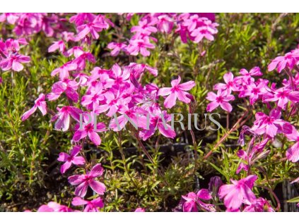 74517 plamenka sidlovita red wings phlox subulata red wings kvetnik o prumeru 9 cm