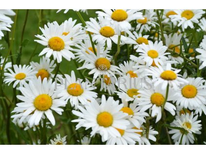 74529 kopretina bila maikonigin leucanthemum vulgare maikonigin kvetnik o prumeru 9 cm