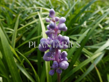 74571 liriope ingwersen liriope muscari ingwersen kvetnik o prumeru 9 cm