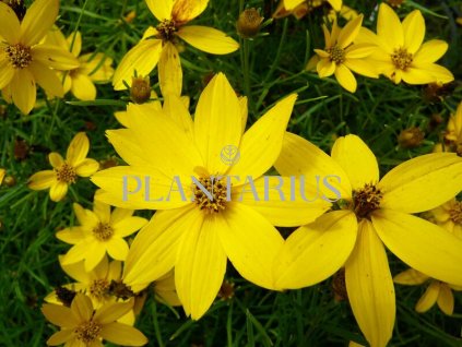 74589 krasnoocko preslenite zagreb coreopsis verticillata zagreb kvetnik o prumeru 9 cm