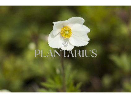 74598 sasanka lesni anemone sylvestris kvetnik o prumeru 9 cm