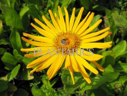 74637 oman vychodni inula orientalis grandiflora kvetnik o prumeru 9 cm