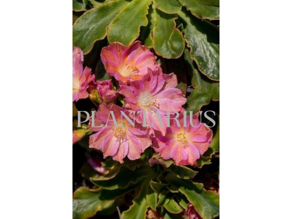 74646 levisie regenbogen lewisia x cotyledon regenbogen kvetnik o prumeru 9 cm