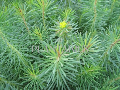 74685 prysec chvojka fens ruby euphorbia cyparissias fens ruby kvetnik o prumeru 9 cm