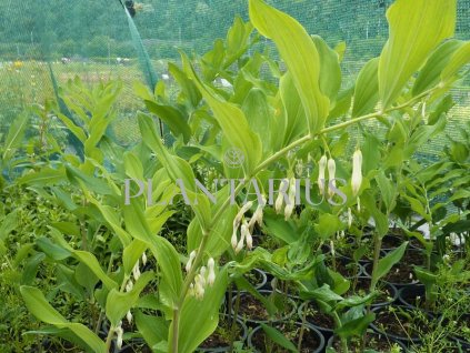 74853 kokorik mnohokvety polygonatum multiflorum kvetnik o prumeru 9 cm