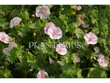 74916 kakost krvavy apfelblute geranium sanguineum apfelblute kvetnik o prumeru 9 cm