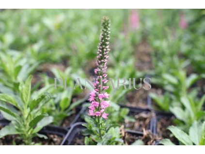 74922 rozrazil klasnaty candles bubblegum veronica spicata candles bubblegum kvetnik o prumeru 9 cm