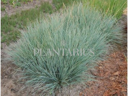 74937 ovsir stalezeleny saphirsprudel helictotrichon sempervirens saphirsprudel kvetnik o prumeru 9 cm