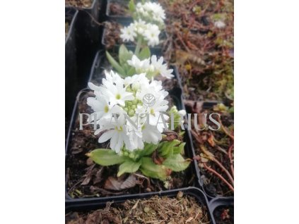 74955 prvosenka zoubkata weisse auslese primula denticulata weisse auslese kvetnik o prumeru 9 cm