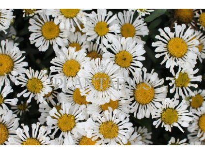 74964 kopretina velkokveta sweet daisy sofie leucanthemum x superbum sweet daisy sofie kvetnik o prumeru 9 cm