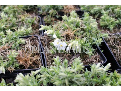 74967 plamenka sidlovita spring white phlox subulata spring white kvetnik o prumeru 9 cm