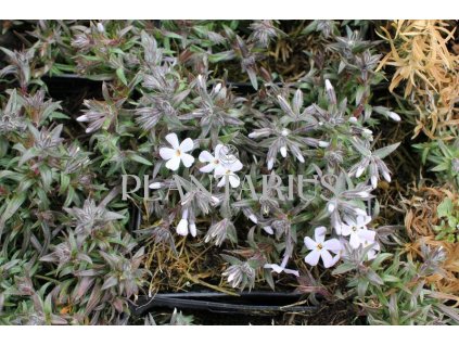 74970 plamenka sidlovita spring lavender phlox subulata spring lavender kvetnik o prumeru 9 cm